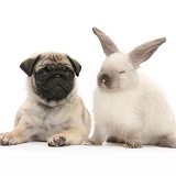 Fawn Pug pup, 8 weeks old, and sooty colourpoint rabbit