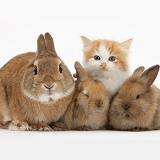 Kitten and bunny rabbits