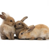 Three young sandy rabbits