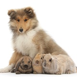 Rough Collie pup and young rabbits