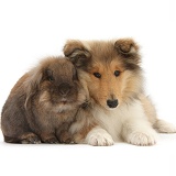 Rough Collie pup and rabbit