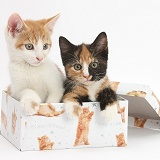 Kittens in a box