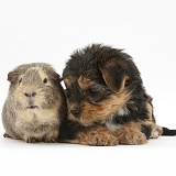 Yorkie pup with Guinea pig