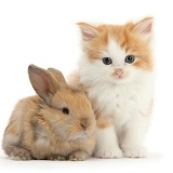 Ginger-and-white kitten with a baby rabbit