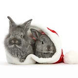 Young Silver Lionhead rabbits in a Santa hat
