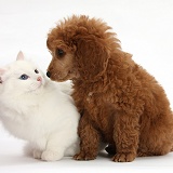Apricot miniature Poodle pup and white kitten