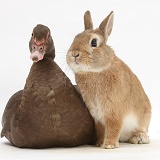 Duck and rabbit