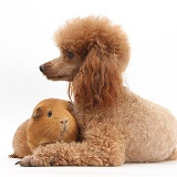 Red toy Poodle dog and red Guinea pig