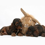 Cockapoo pups and Lionhead-Lop rabbit