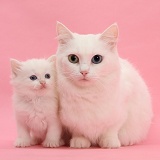 Mother white cat and kitten on pink background