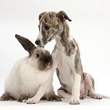 Brindle-and-white Whippet pup and colourpoint rabbit