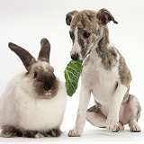 Brindle-and-white Whippet pup and rabbit