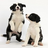 Playful black-and-white Border Collie pups, 6 weeks old