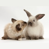 Ragdoll-cross kitten and young rabbit