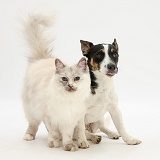Birman cat and Jack Russell