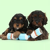 Cockapoo pups with paws over a Christmas cracker