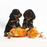 Cockapoo pups with pumpkins and cotoneaster berries