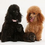 Toy Poodle family