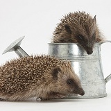 Young Hedgehogs playing in metal watering can