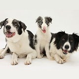 Blue merle and Black-and-white Border Collies and pup
