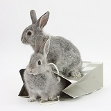 Two baby silver rabbits in a gift bag
