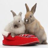 Young rabbits in a knitted slipper