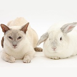 Siamese cat and white rabbit