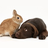 Chocolate Labrador pup and rabbit
