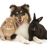 Rough Collie and rabbits
