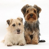 Jack Russell and Yorkie