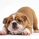 Cute playful Bulldog pup, 8 weeks old, in play-bow