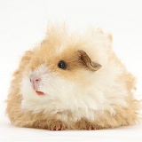 Alpaca Guinea pig