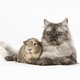 Persian x Birman cat and Guinea pig