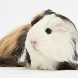 Long-haired Guinea pig