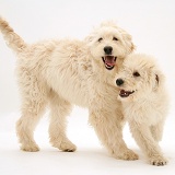 Cream Labradoodle bitch and pup playing
