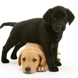 Black Labrador pup with Yellow Labrador pup