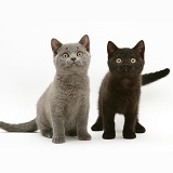 British Shorthair blue and black kittens