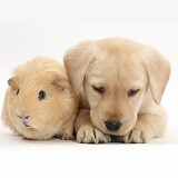 Yellow Labrador Retriever pup and Guinea pig