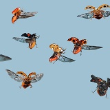 Harlequin Ladybirds in flight