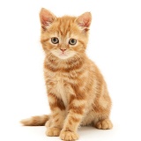 Ginger kitten sitting