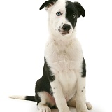 Black-and-white Border Collie pup