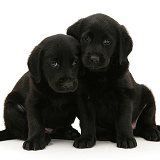 Black Goldador retriever pups