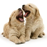 Golden Retriever pups mouth fencing