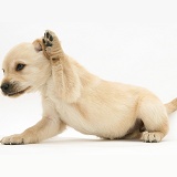 Retriever-cross pup scratching its ear