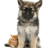 Ginger kitten with Alsatian pup