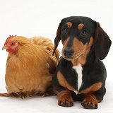 Tricolour Dachshund and chicken