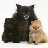 Black Pomeranian mother and pups