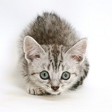 Silver tabby Bengal-cross kitten stalking