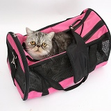 Exotic cat in a cat carrier