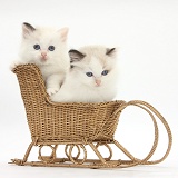 Ragdoll-cross kittens in a wicker toy sledge